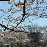 IMG 7380 150x150 - 富士山と桜